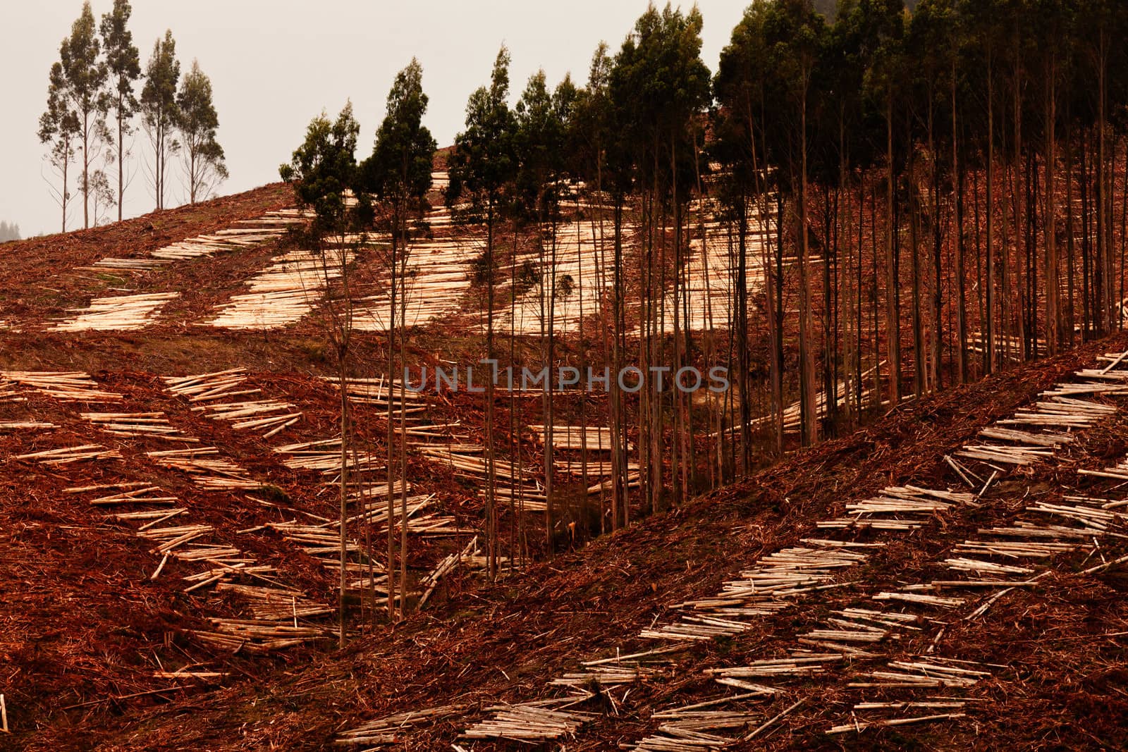 Deforestation of hillside by clearcutting mature Eucalyptus forest for timber harvest