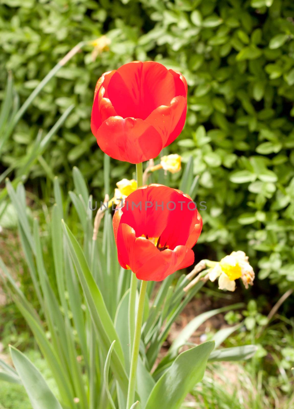 Two red tulip flowers on green field by schankz