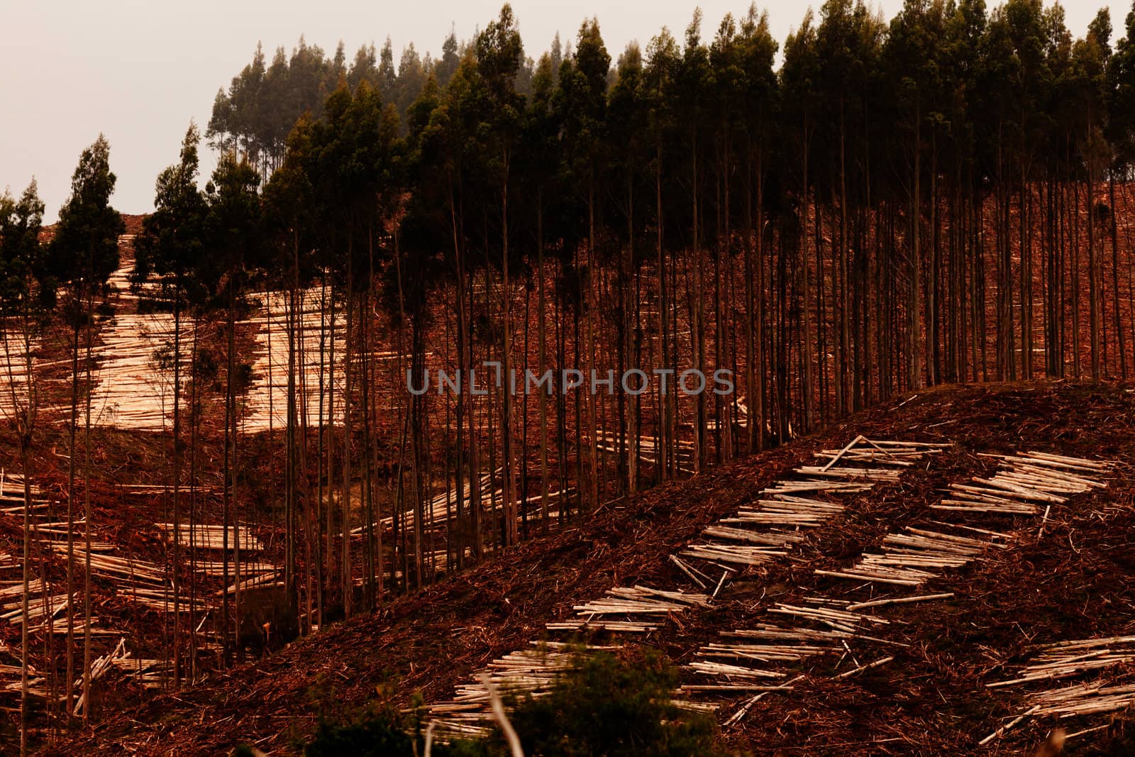 Deforestation of hillside by clearcutting mature Eucalyptus forest for timber harvest