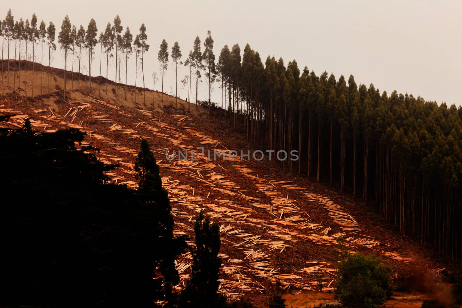 Deforestation of hillside by clearcutting mature Eucalyptus forest for timber harvest