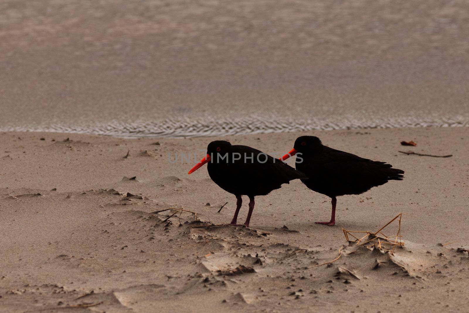 Pair of Black Oyster-catchers Haematopus unicolor resting on sandy beach