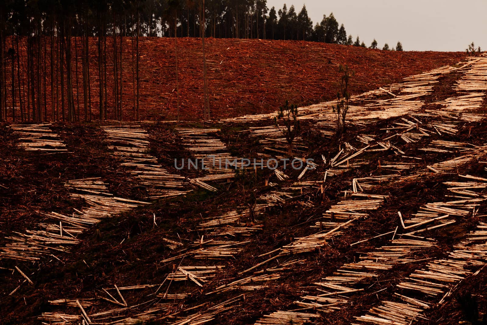 Deforestation of hillside by clearcutting mature Eucalyptus forest for timber harvest