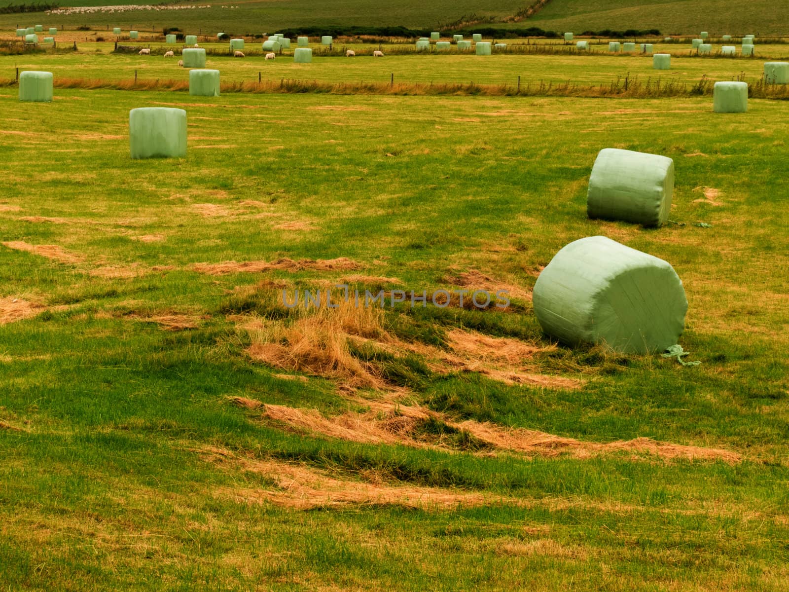 Harvesting cut grass for hay with a newly mown agricultural field covered in scattered circular hay bales wrapped in green plastic for exterior storage and fermenting silage