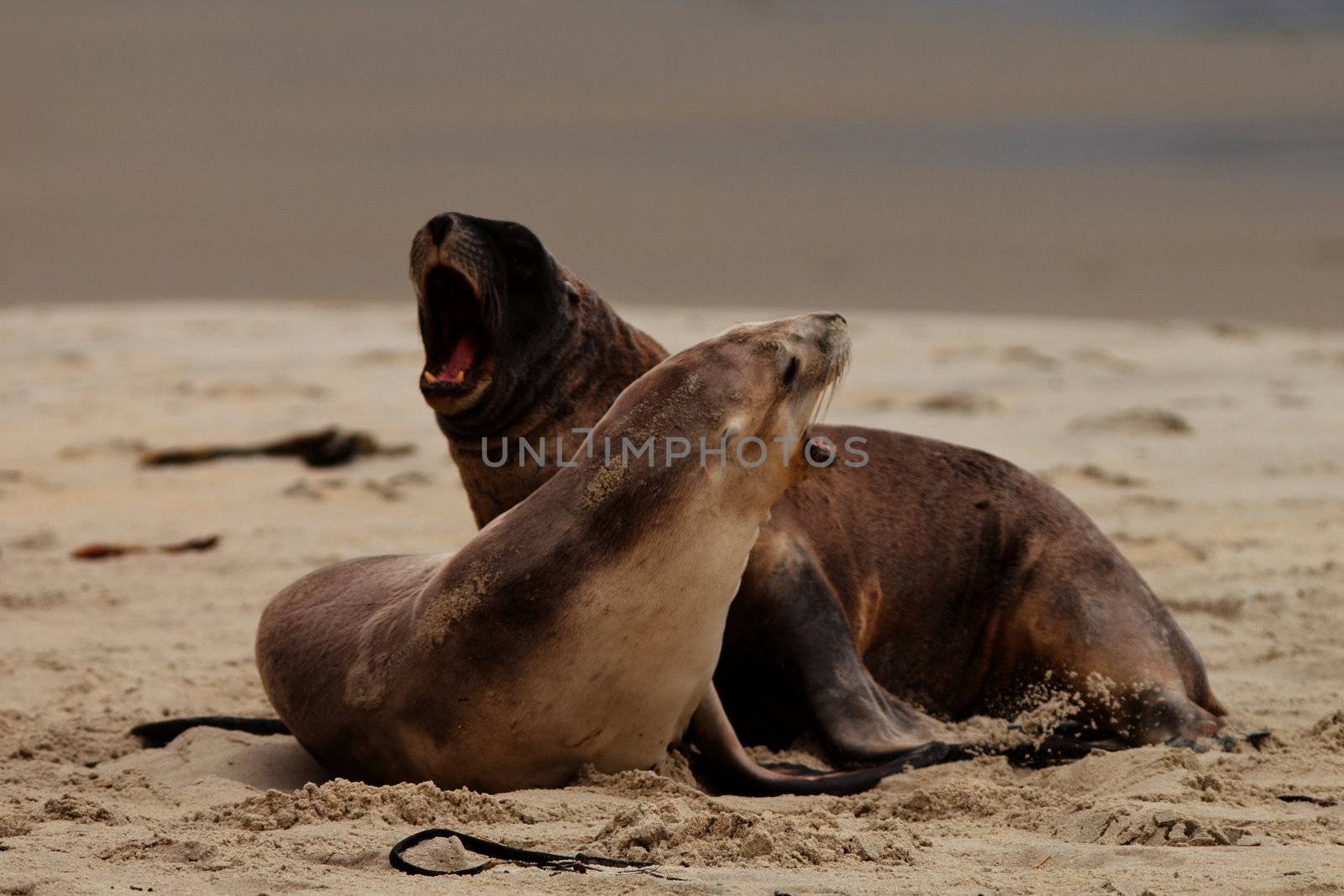 Male and female Hookers sealions Phocarctos hookeri or whakahao engaged in rough playful act of courtship behaviour on sandy beach