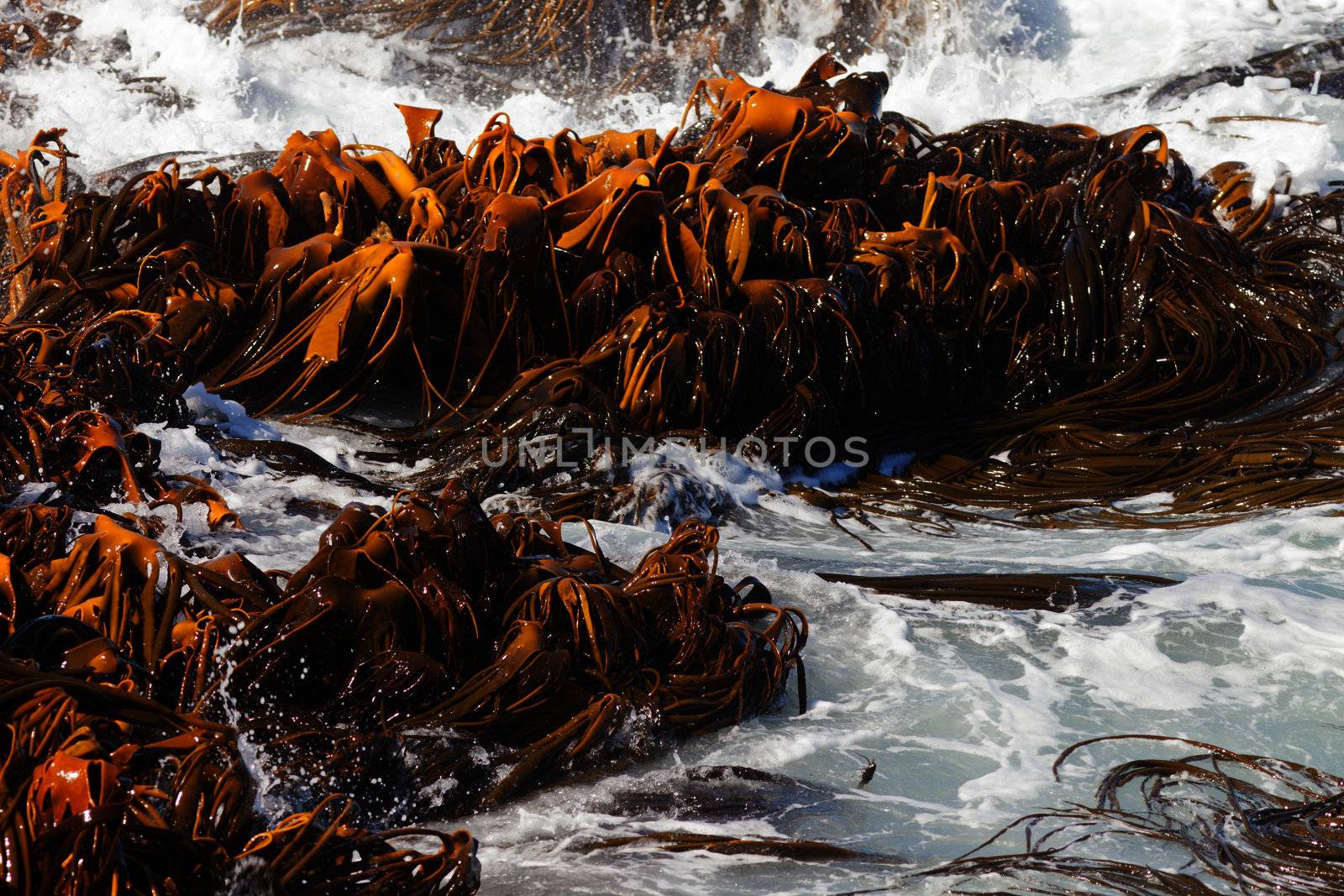 Bull Kelp or Durvillaea Antarctica blades floating in surf on ocean surface background texture pattern