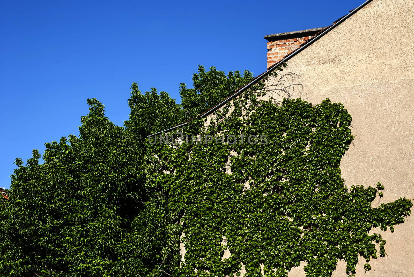 House wall with climbing plants in sunny day