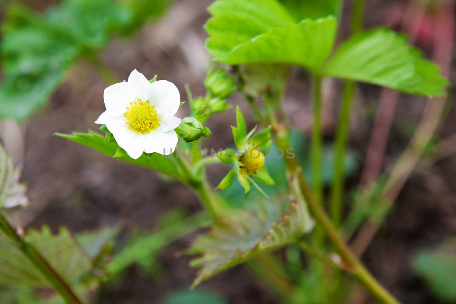 strawberry flower by vsurkov