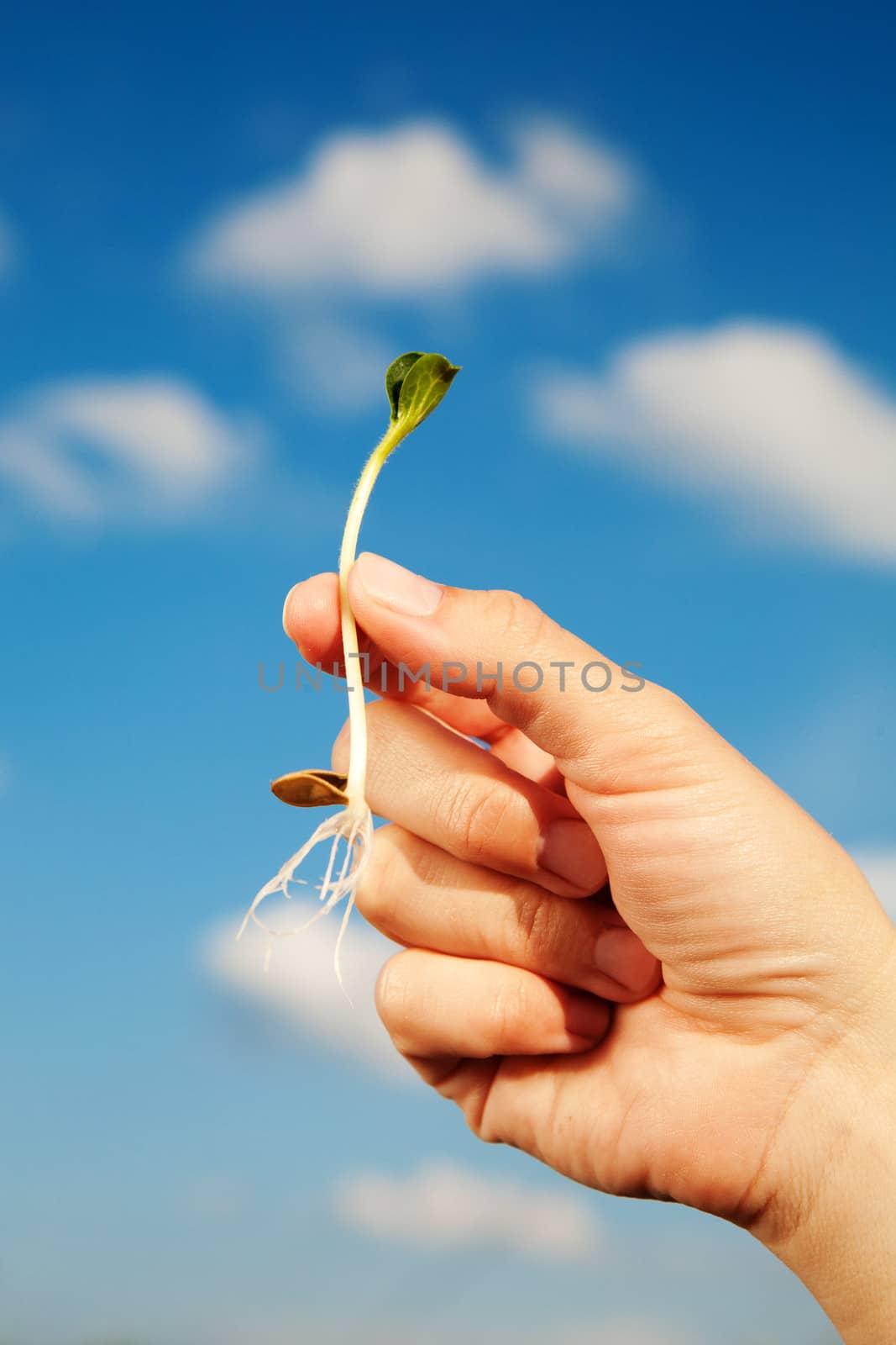 sprout in a hand and sky