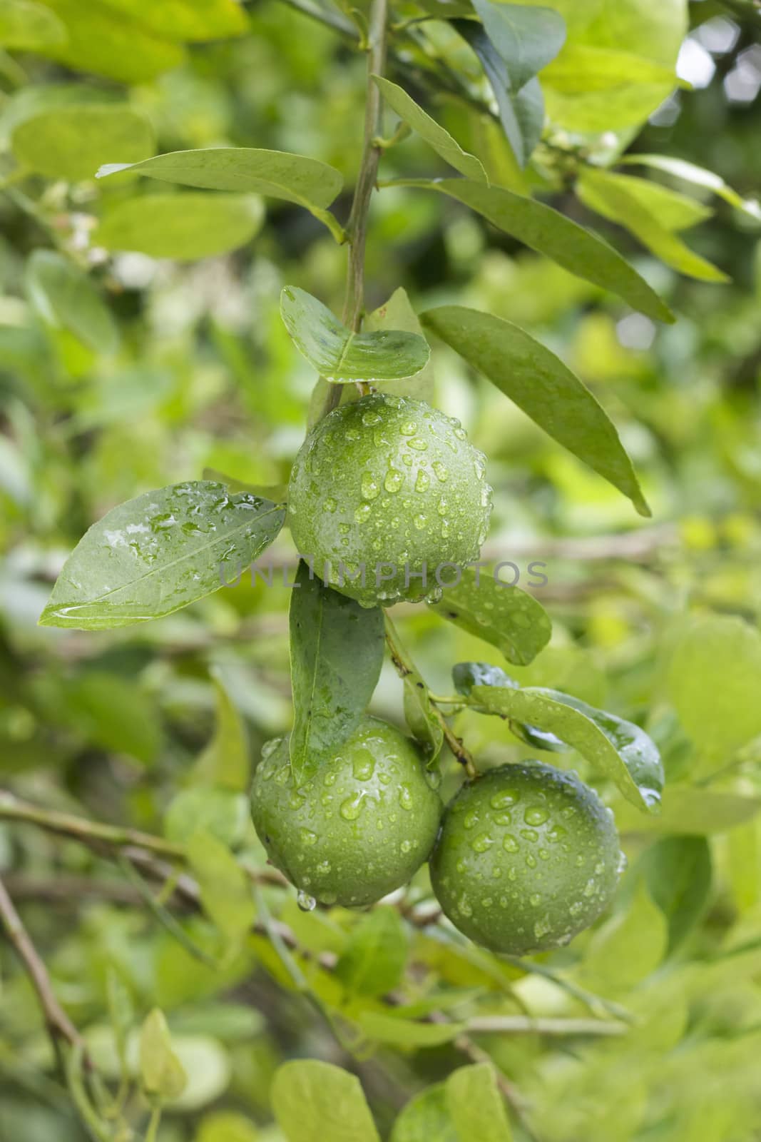 Fresh organic lemons on a tree.