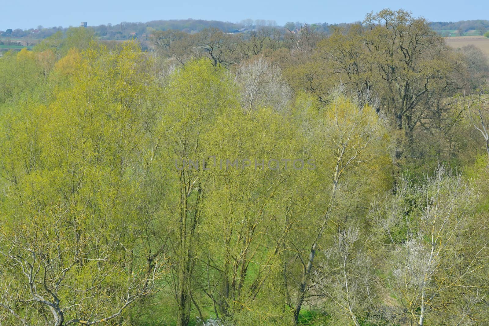 Green Trees in spring by pauws99