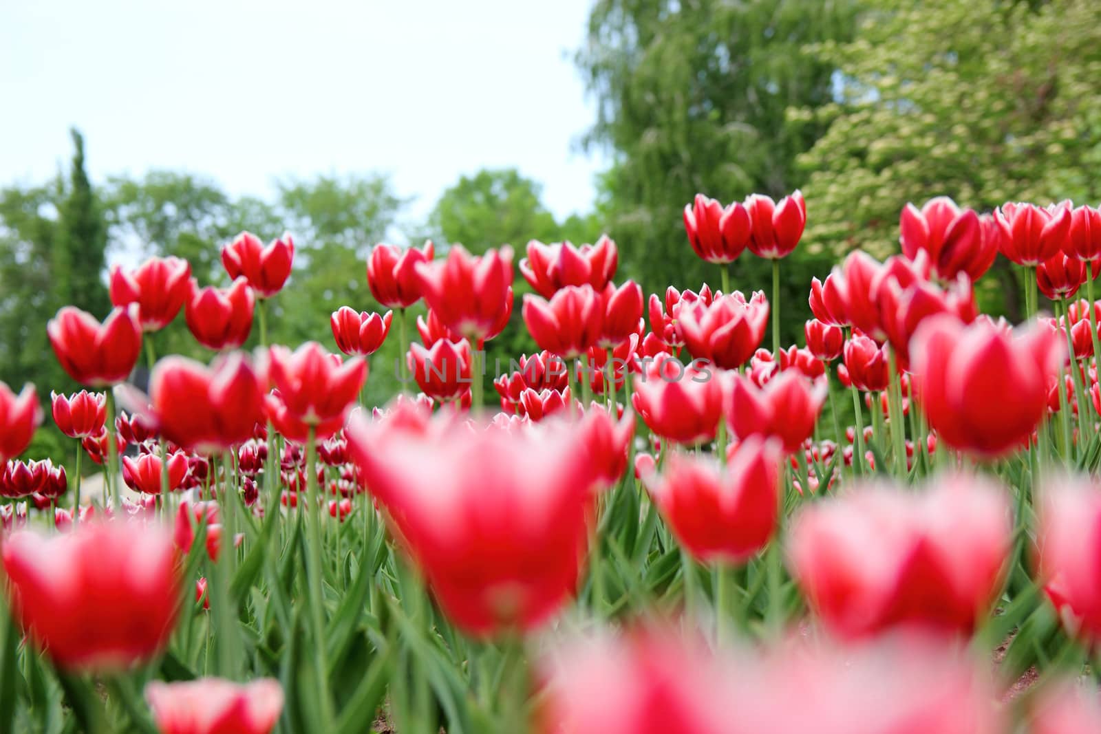 red tulips in a flowerbed in spring