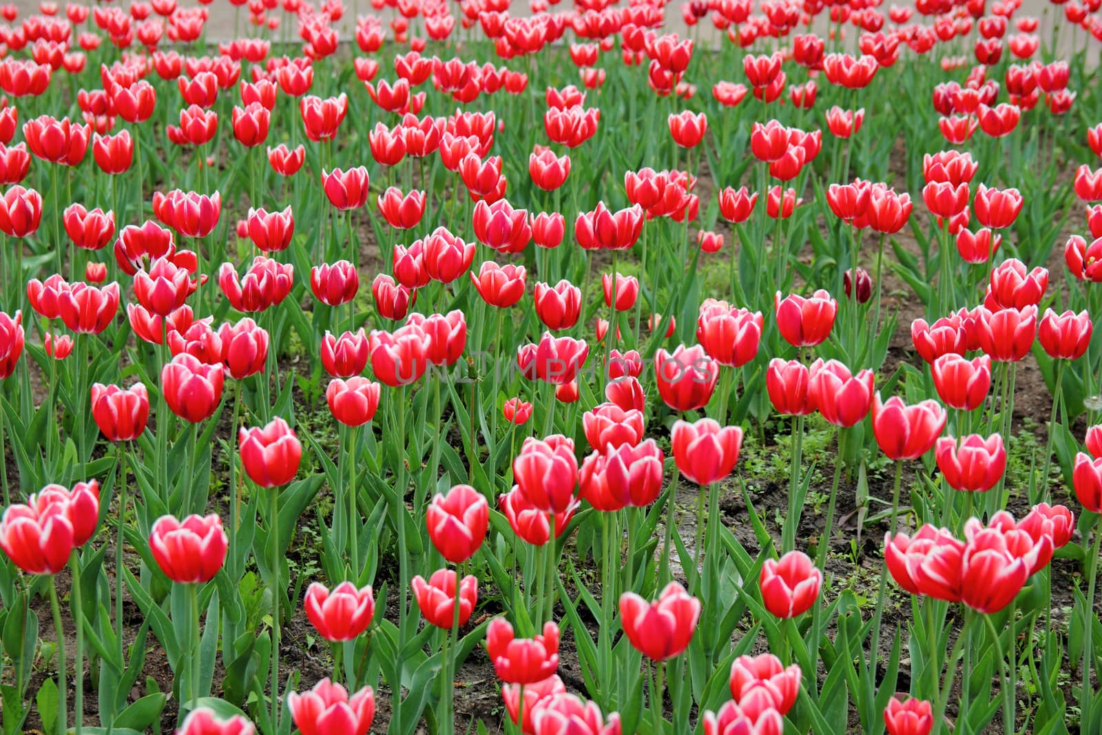 red tulips in a flowerbed in spring