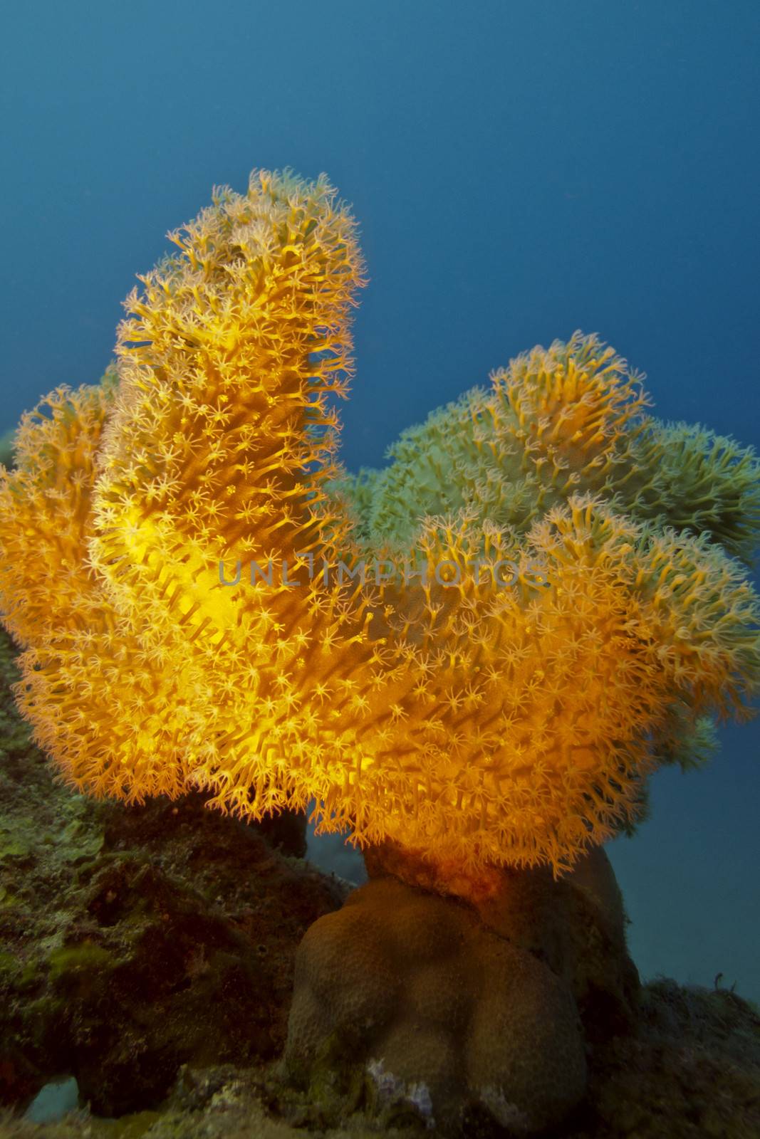 coral reef with great yellow soft coral at the bottom of red sea in egypt







coral reef with great yellow soft coral at the bottom of tropical sea