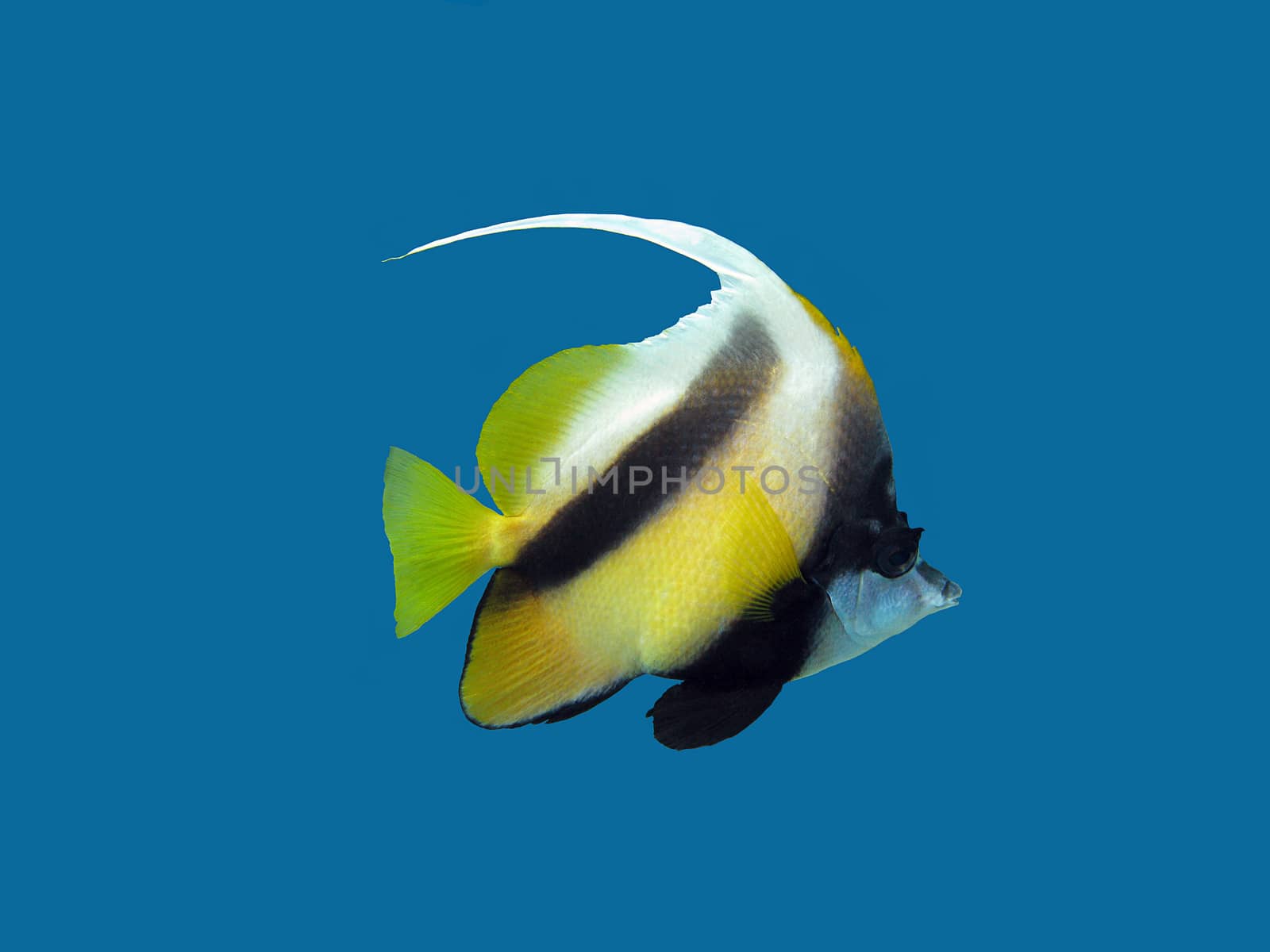 single coral reef's exotic fish - bunnerfish isolated on blue background