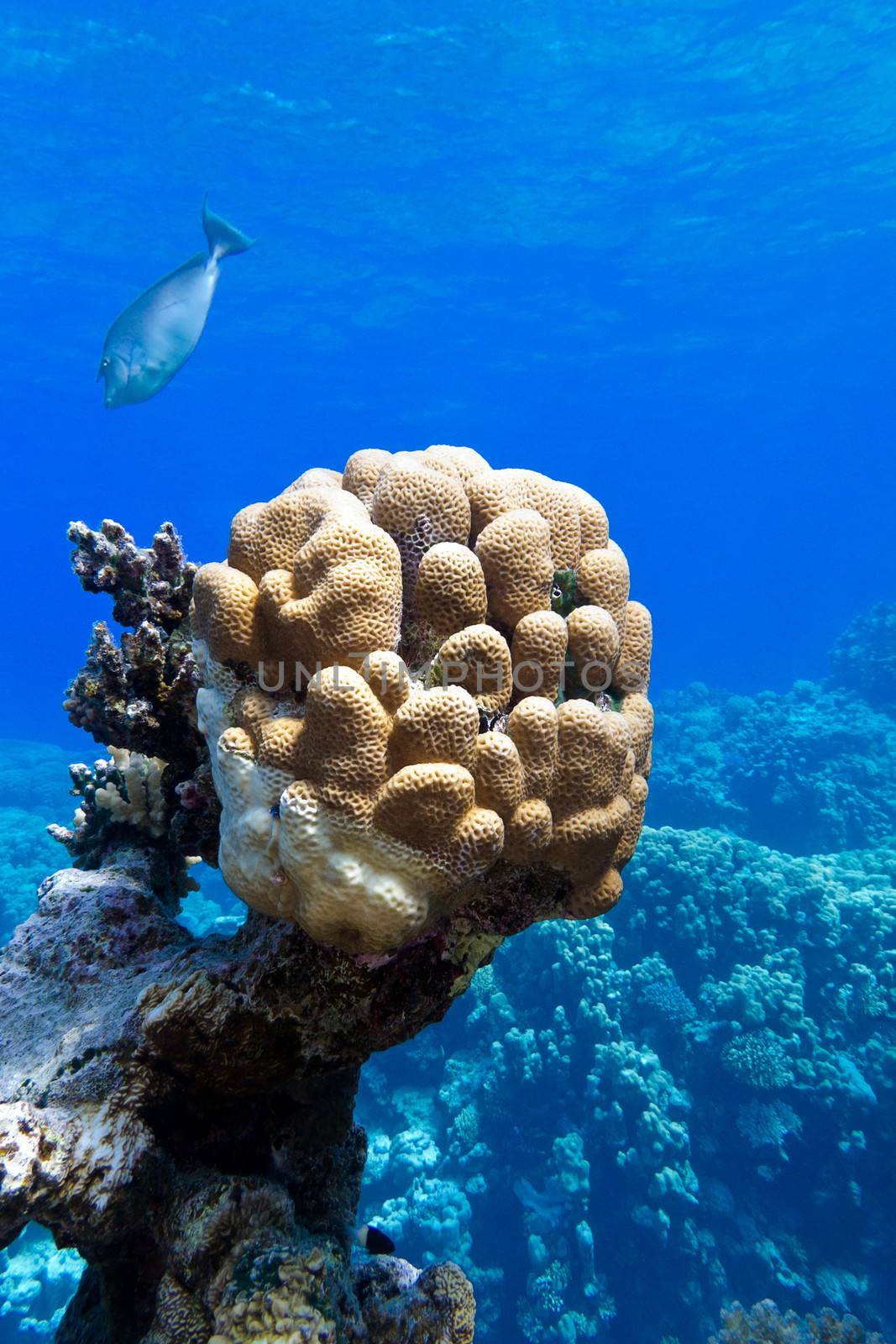 coral reef with great single honeycomb coral at the bottom of tropical sea by mychadre77