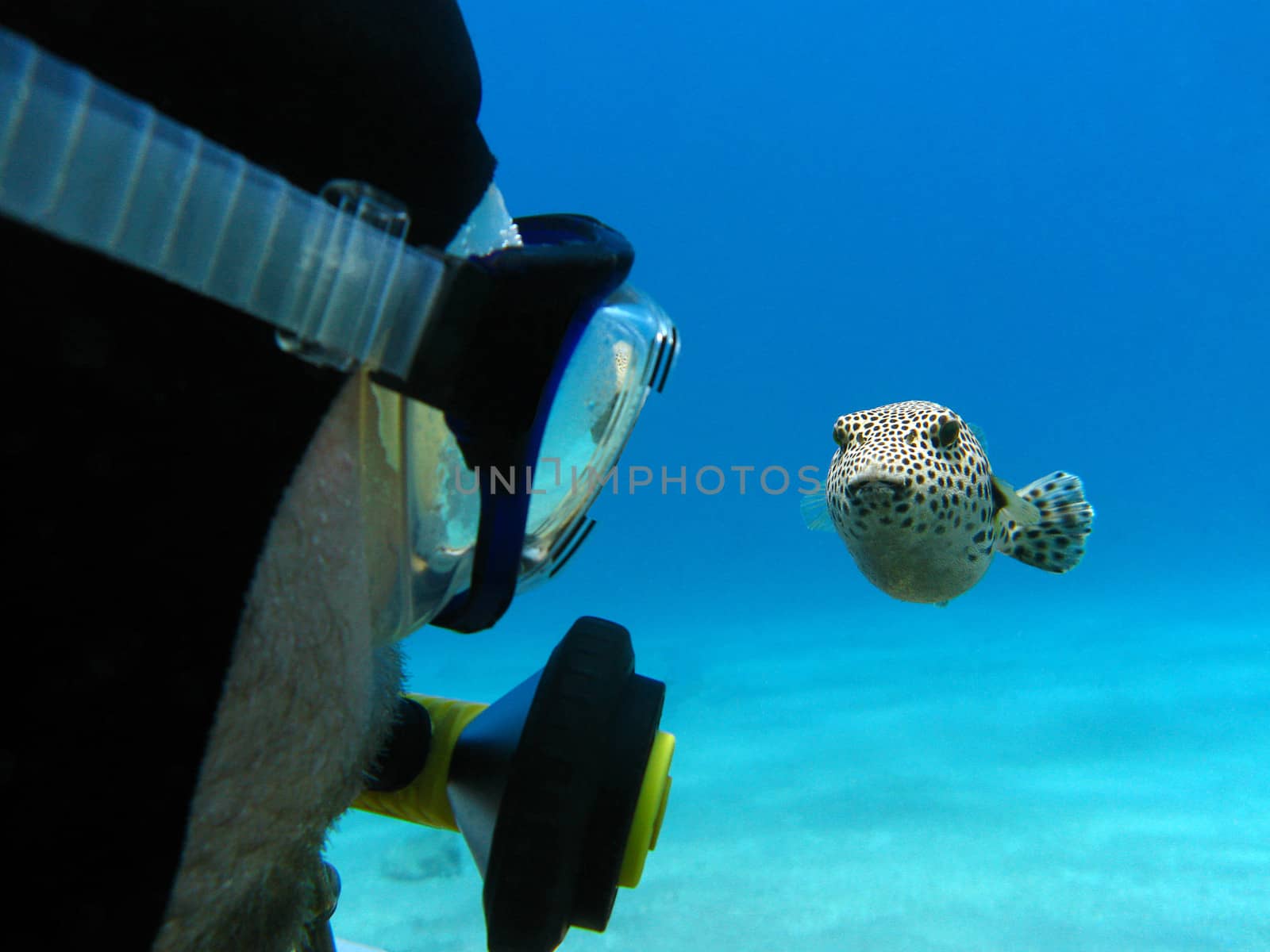 scuba diver and pufferfish at the bottom of tropical sea by mychadre77