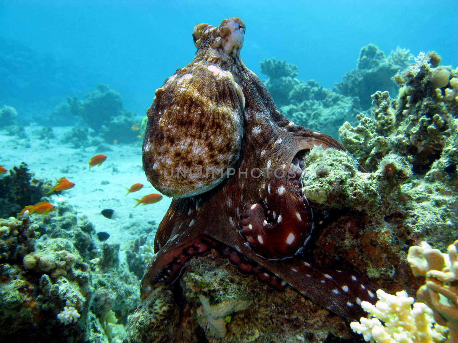 coral reef with octopus at the bottom of tropical sea on blue water background