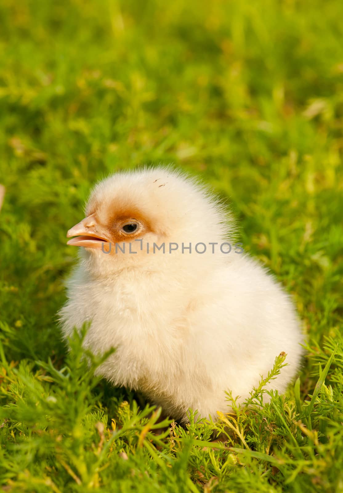 Chick by Gucio_55
