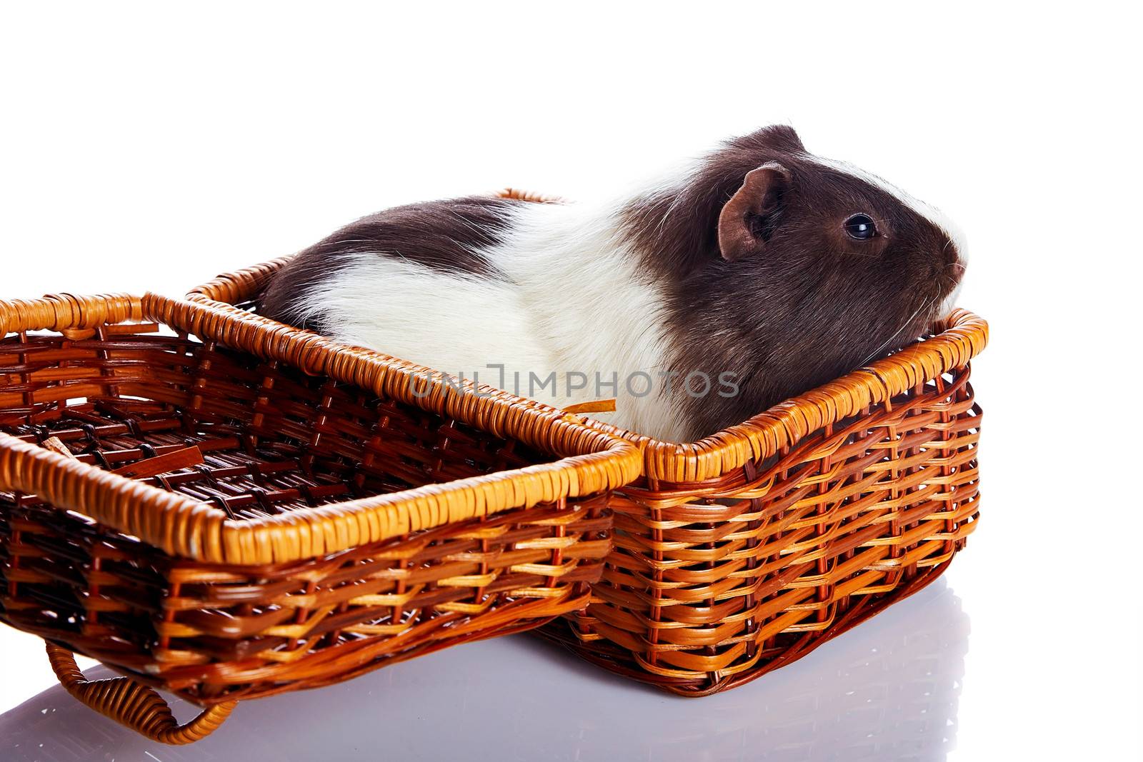 Guinea pig in a wattled basket. House rodent. Small pet.