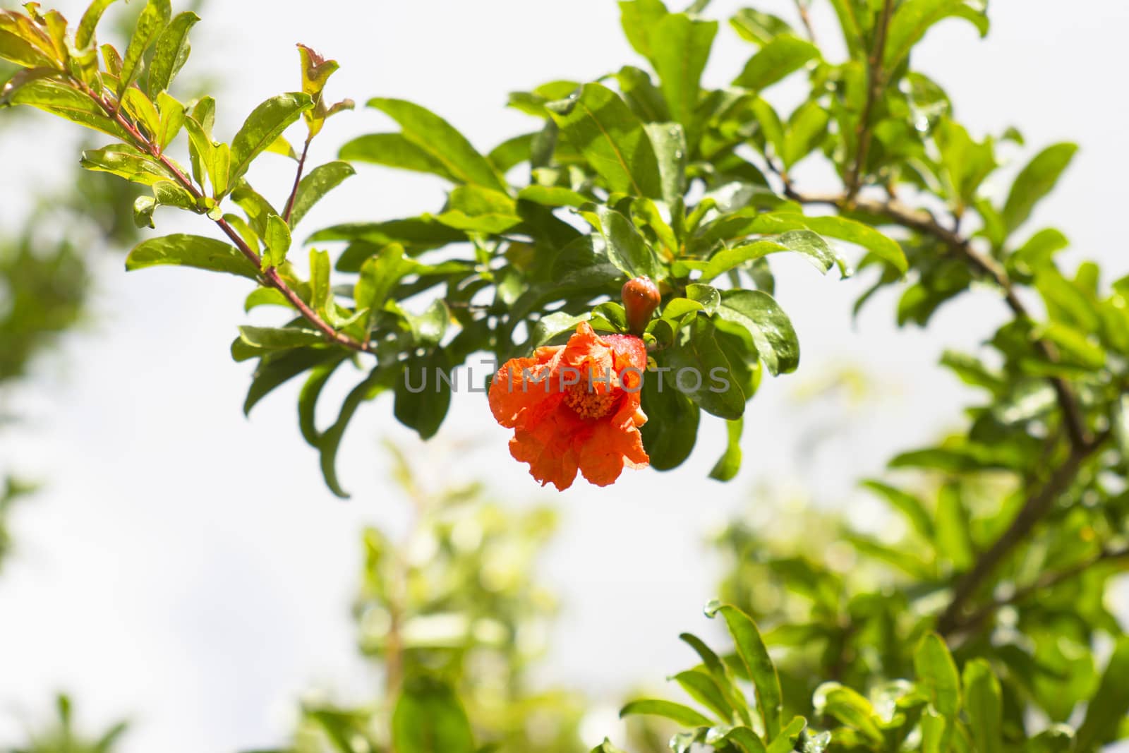Pomegranate branch with flowers and ovaries on natural background