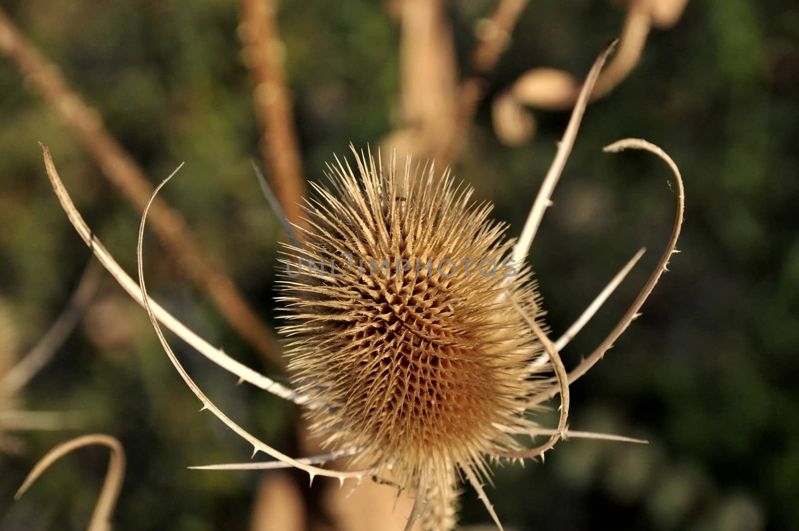 Dry thistle in the mountains