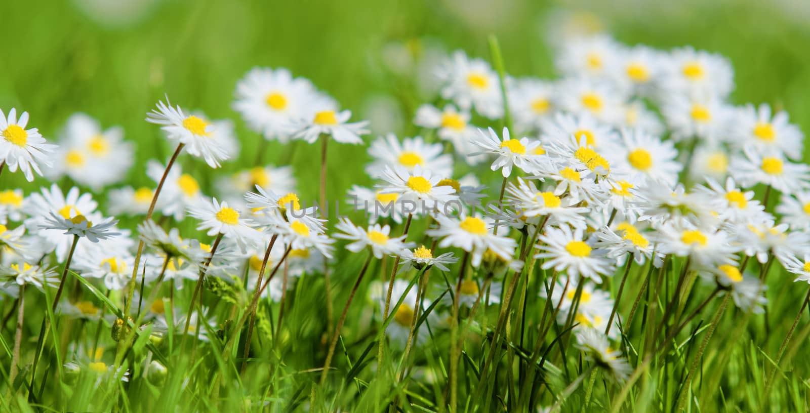 daisies in meadow