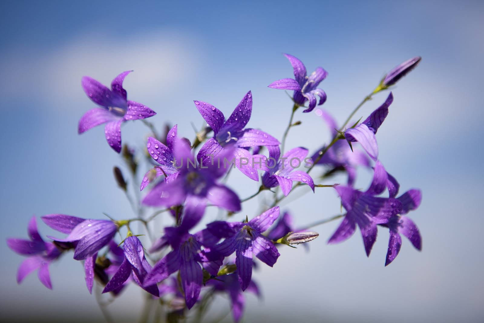 Delicate Campanula patula  close up image with soft selective focus.