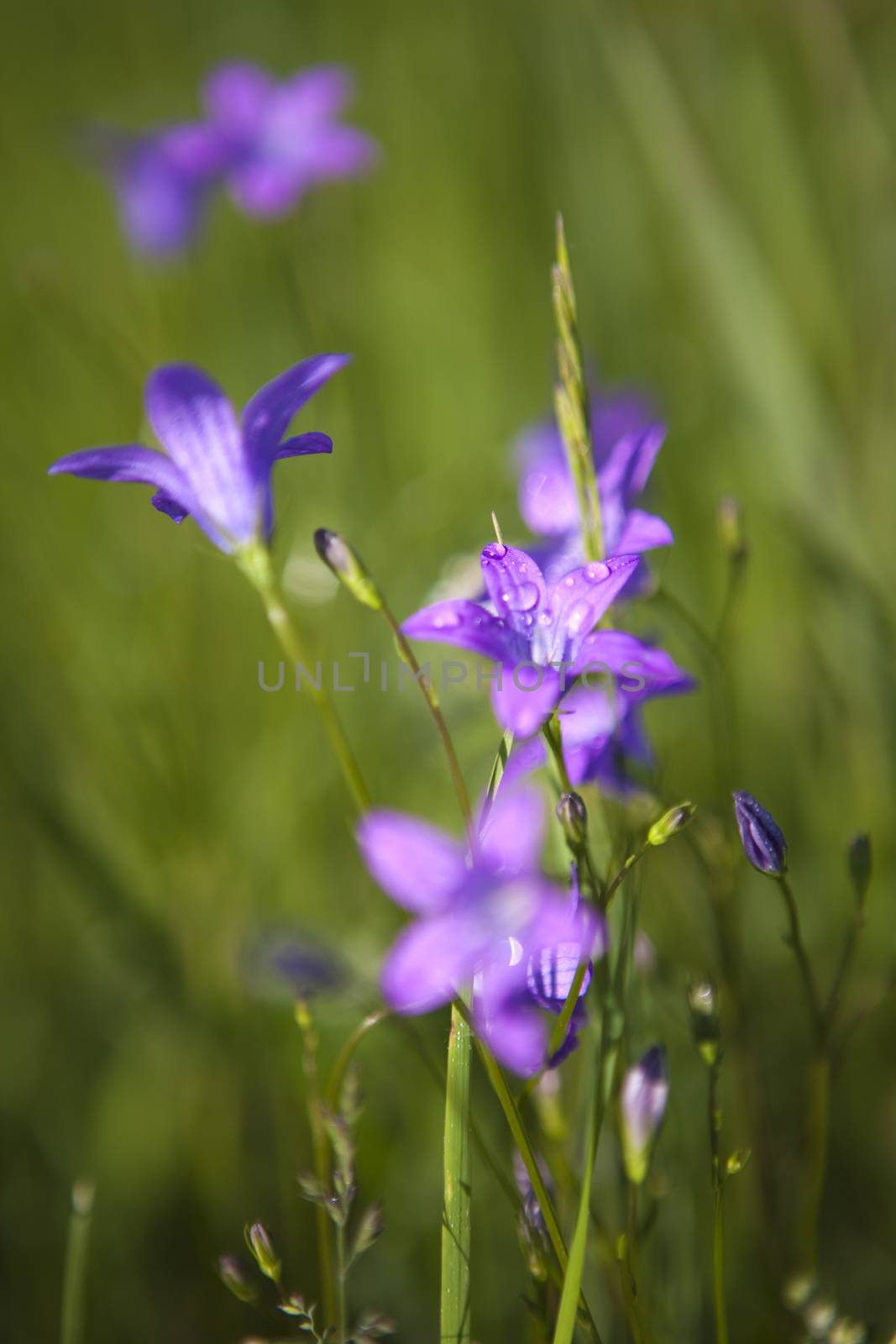 Delicate Campanula patula  close up image with soft selective focus.