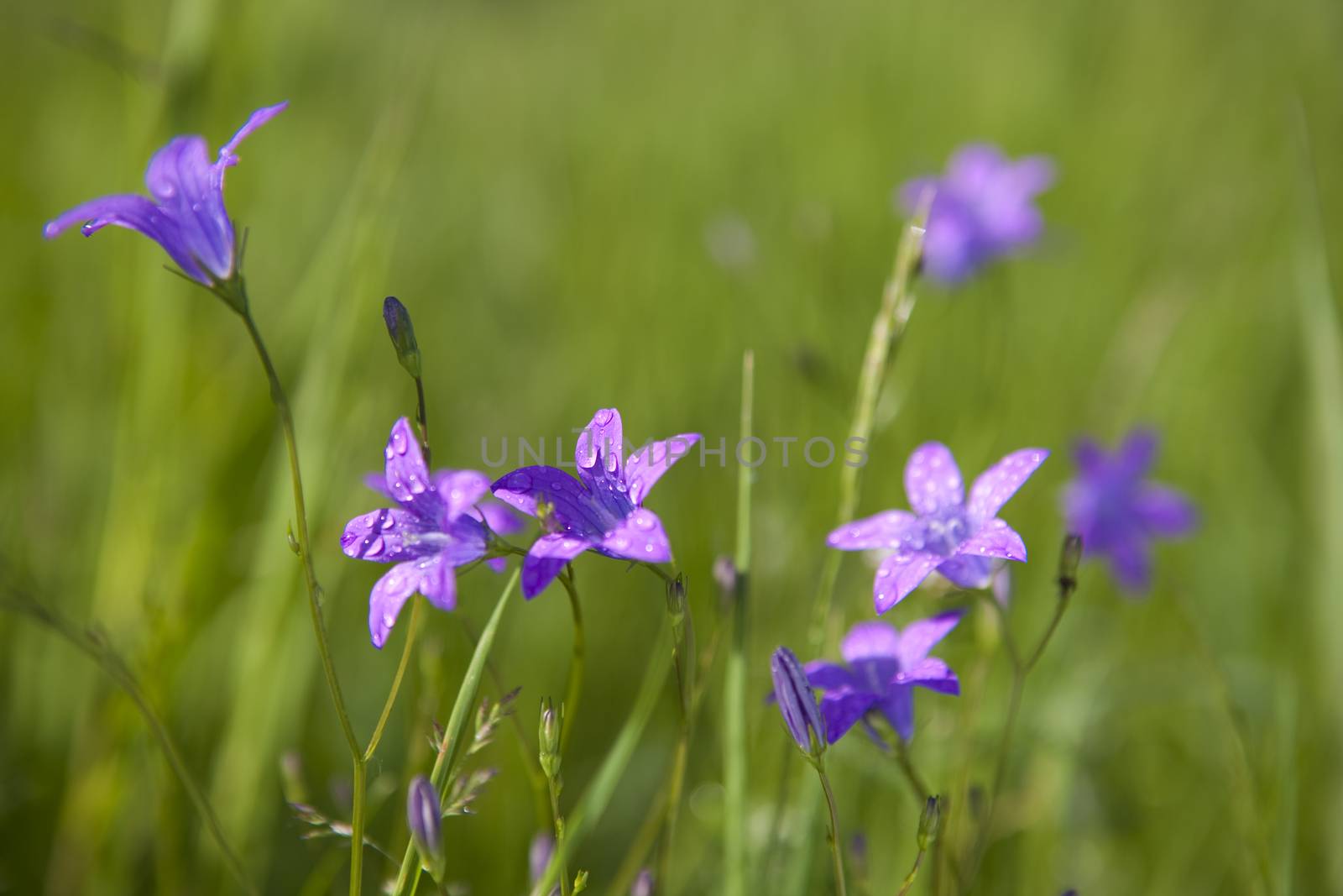 Delicate Campanula patula  close up image with soft selective focus.