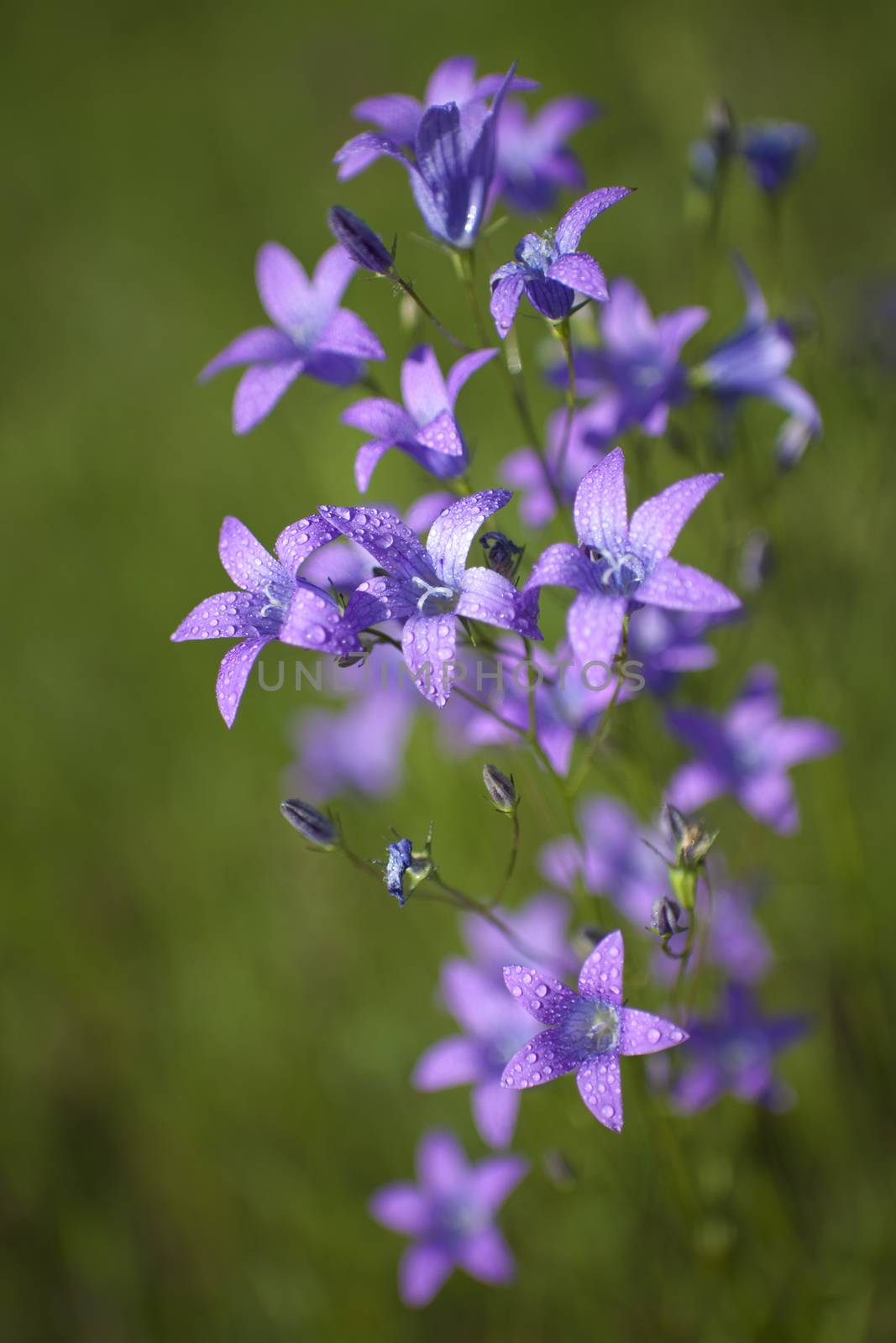 Delicate Campanula patula  close up image with soft selective focus.