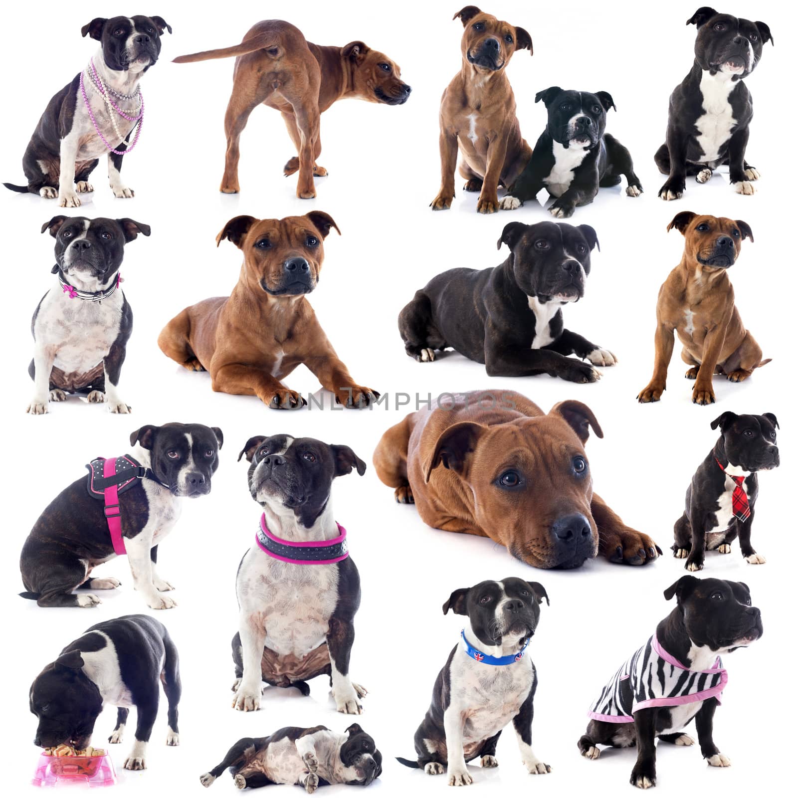 group of a staffordshire bull terrier in front of white background