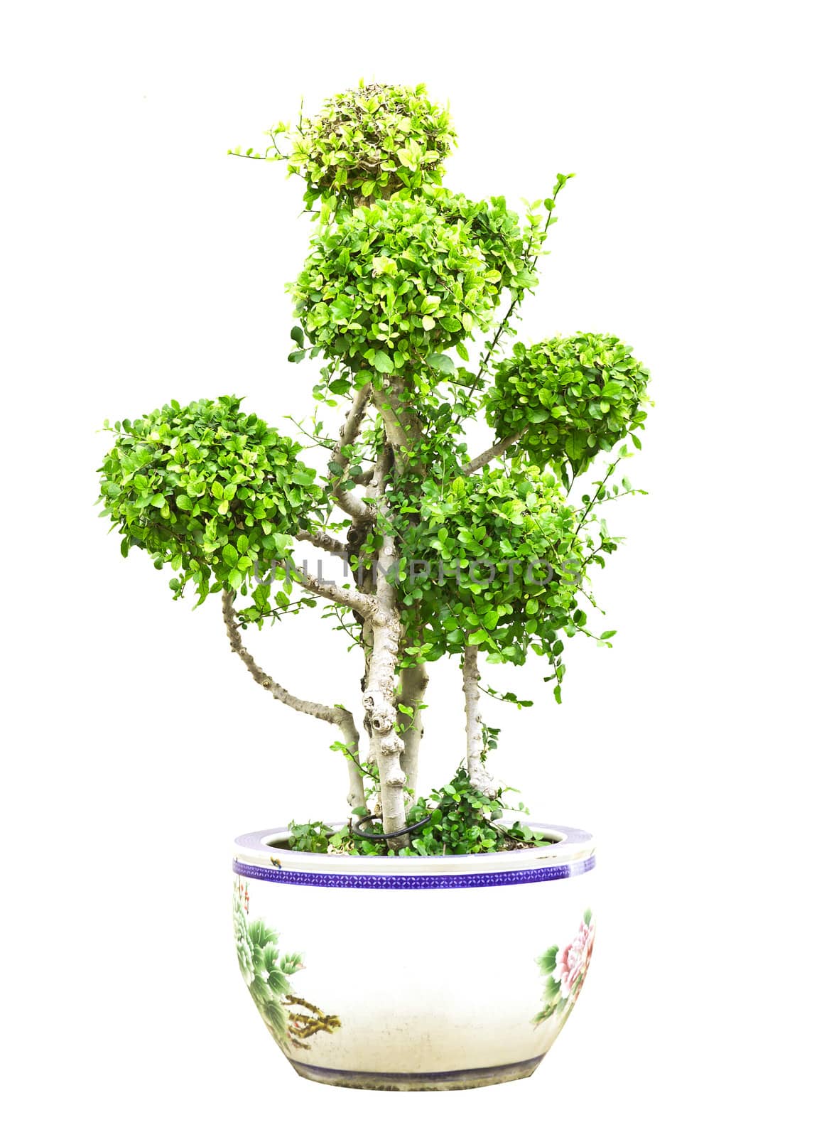 Bonsai dwarf green tree in pot isolated on white background