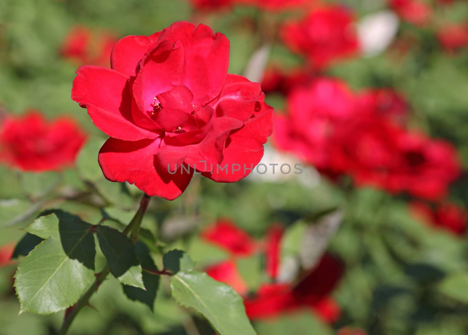 close up of red rose in garden