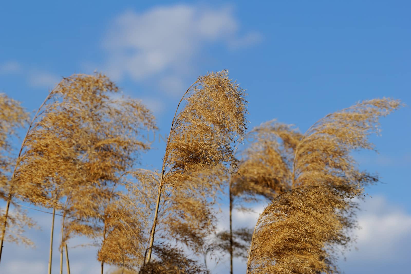 Reed in cloudy bright weather, the wind