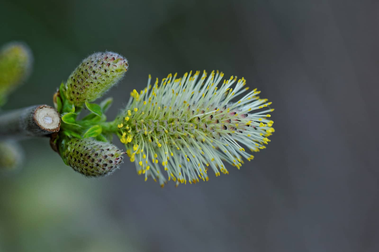 catkins flower macro by NagyDodo