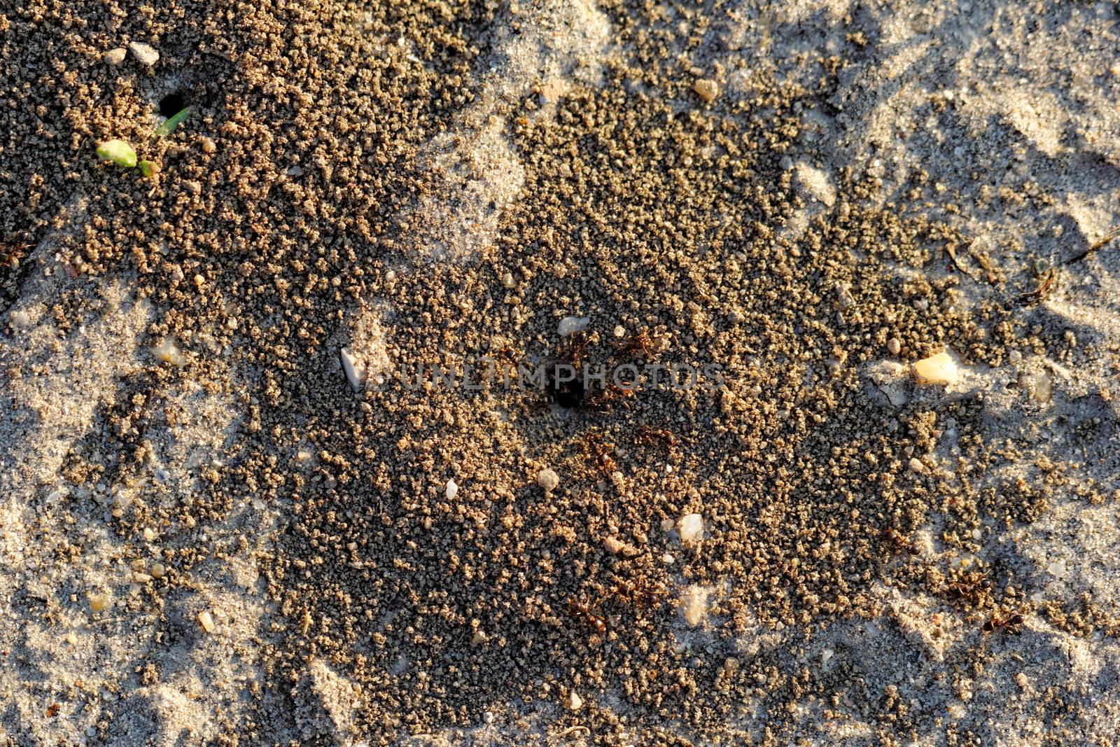 ants and ant hill