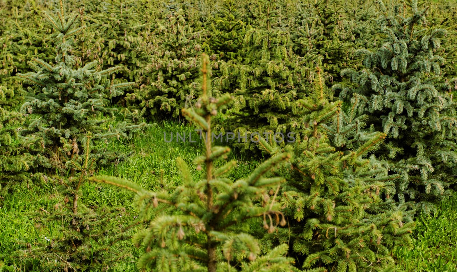 small pine trees by NagyDodo