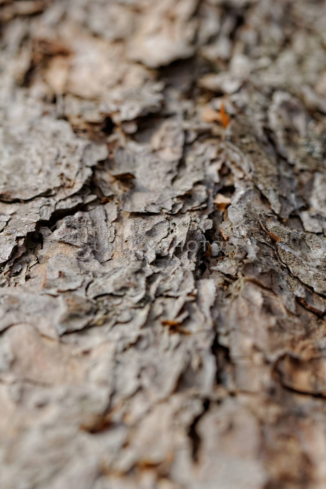 bark of pine tree by NagyDodo