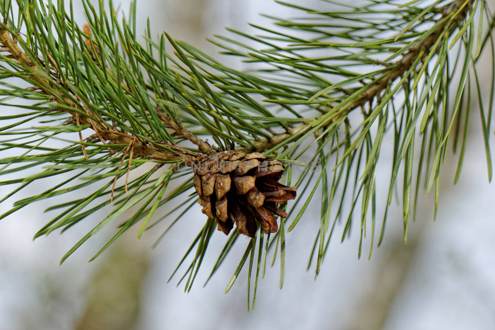 pine cone, on pine branch