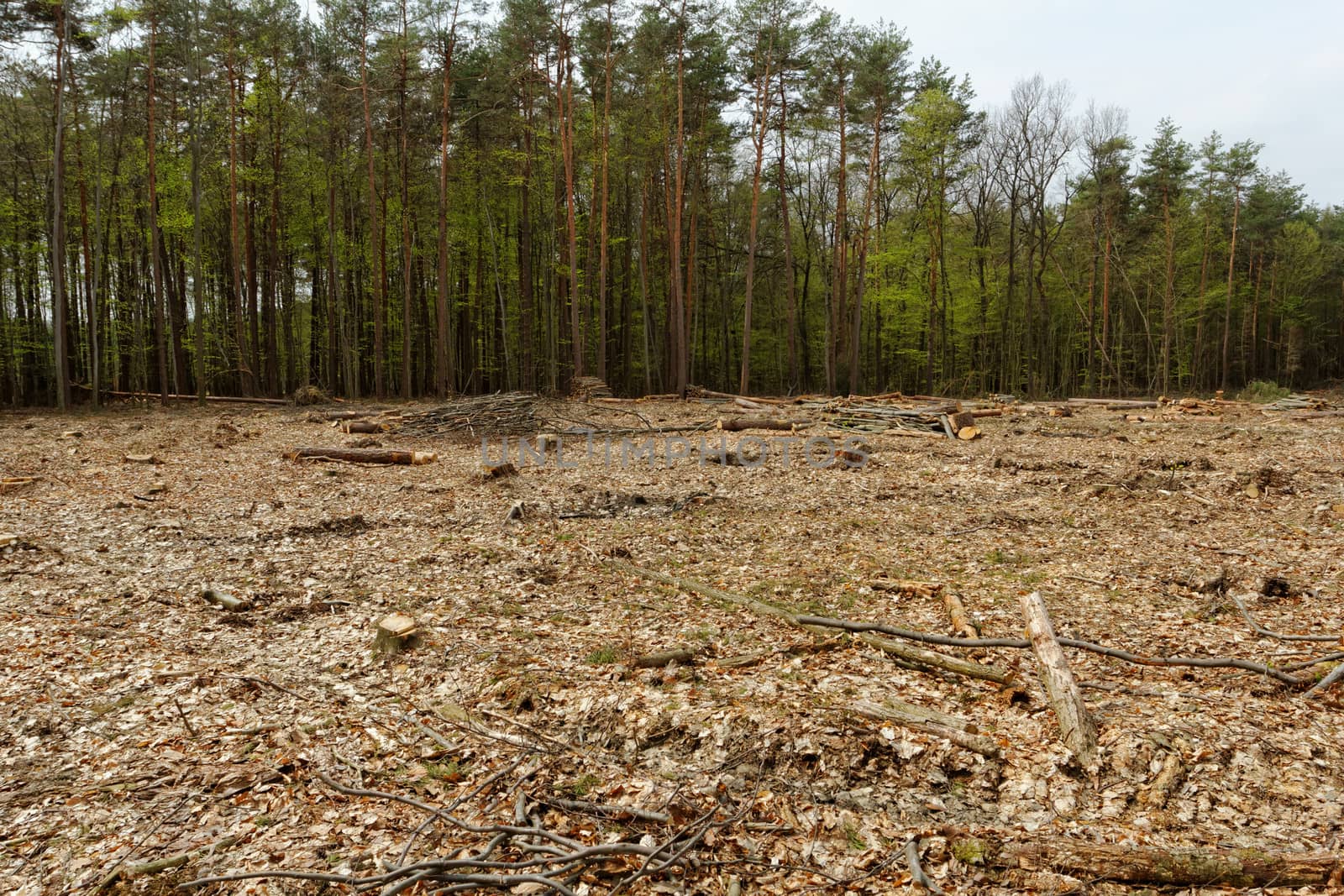 Deforestation and logging by NagyDodo