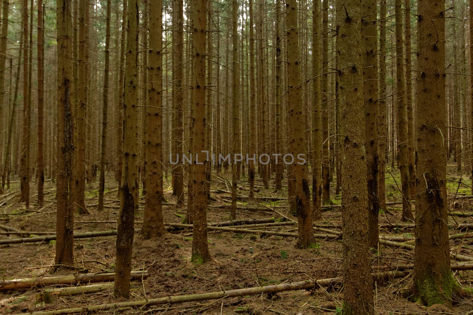 dense pine forest by NagyDodo