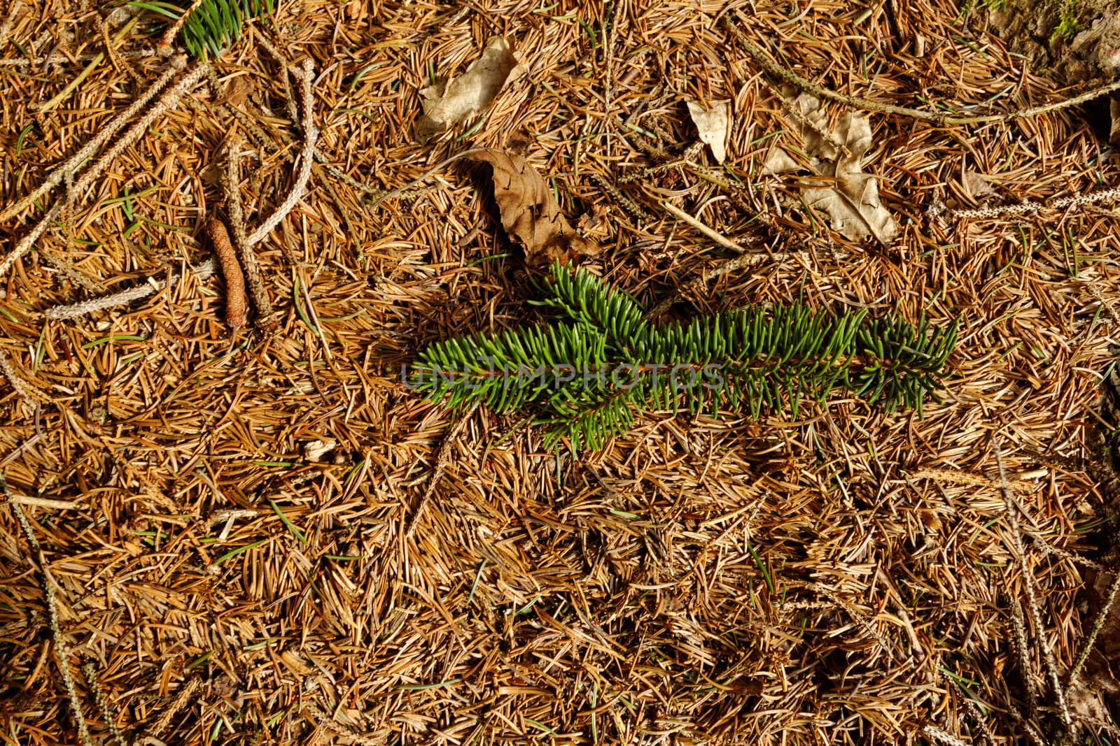 pine needles background by NagyDodo