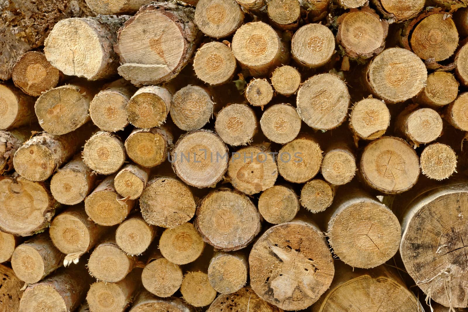 Pile of chopped fire wood prepared for winter