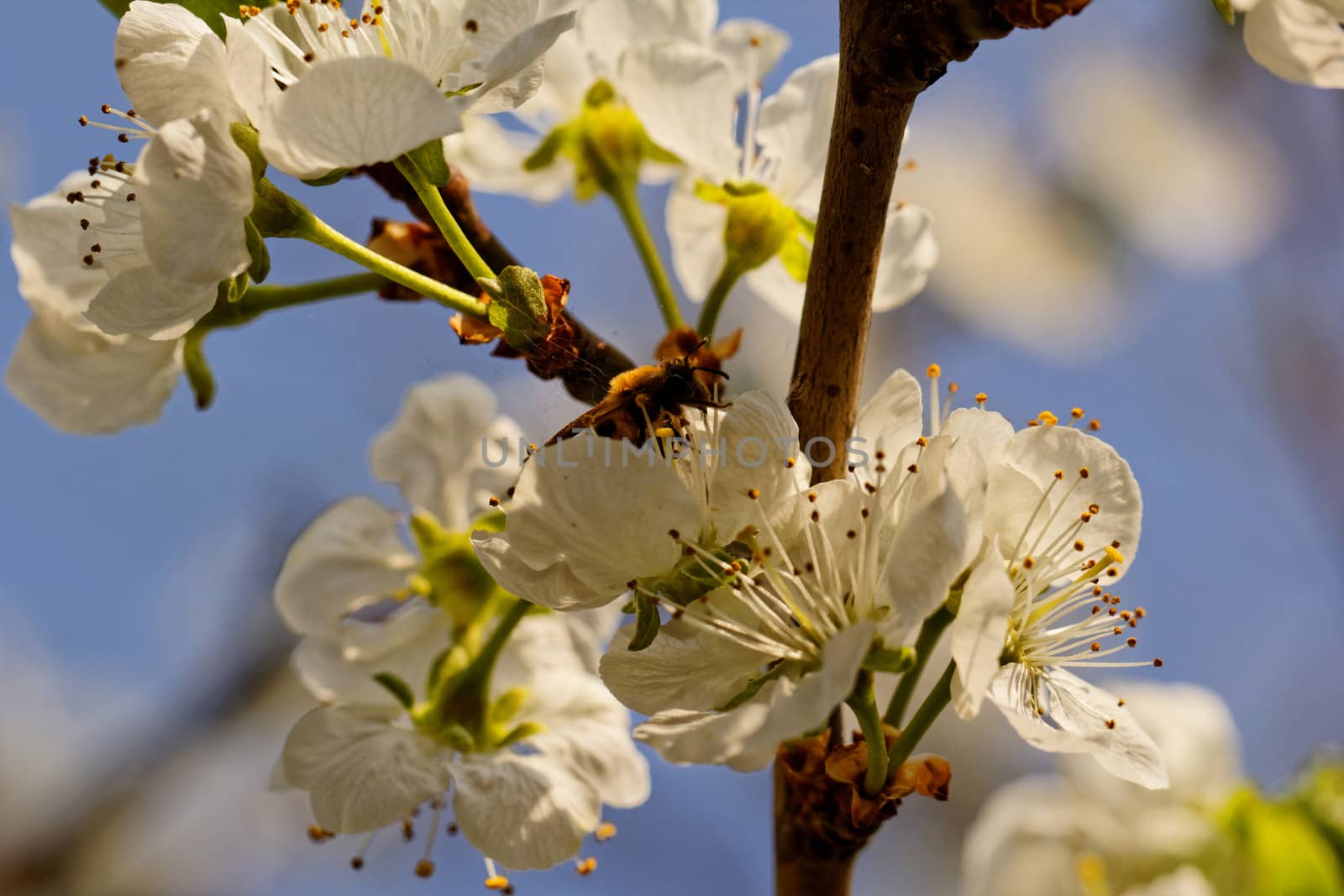 blossom cherry tree with bee by NagyDodo