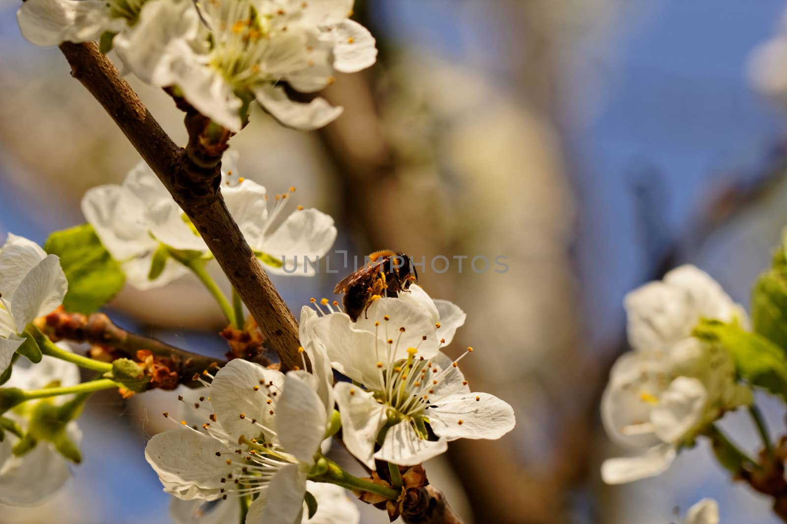 blossom tree with a bee pollination