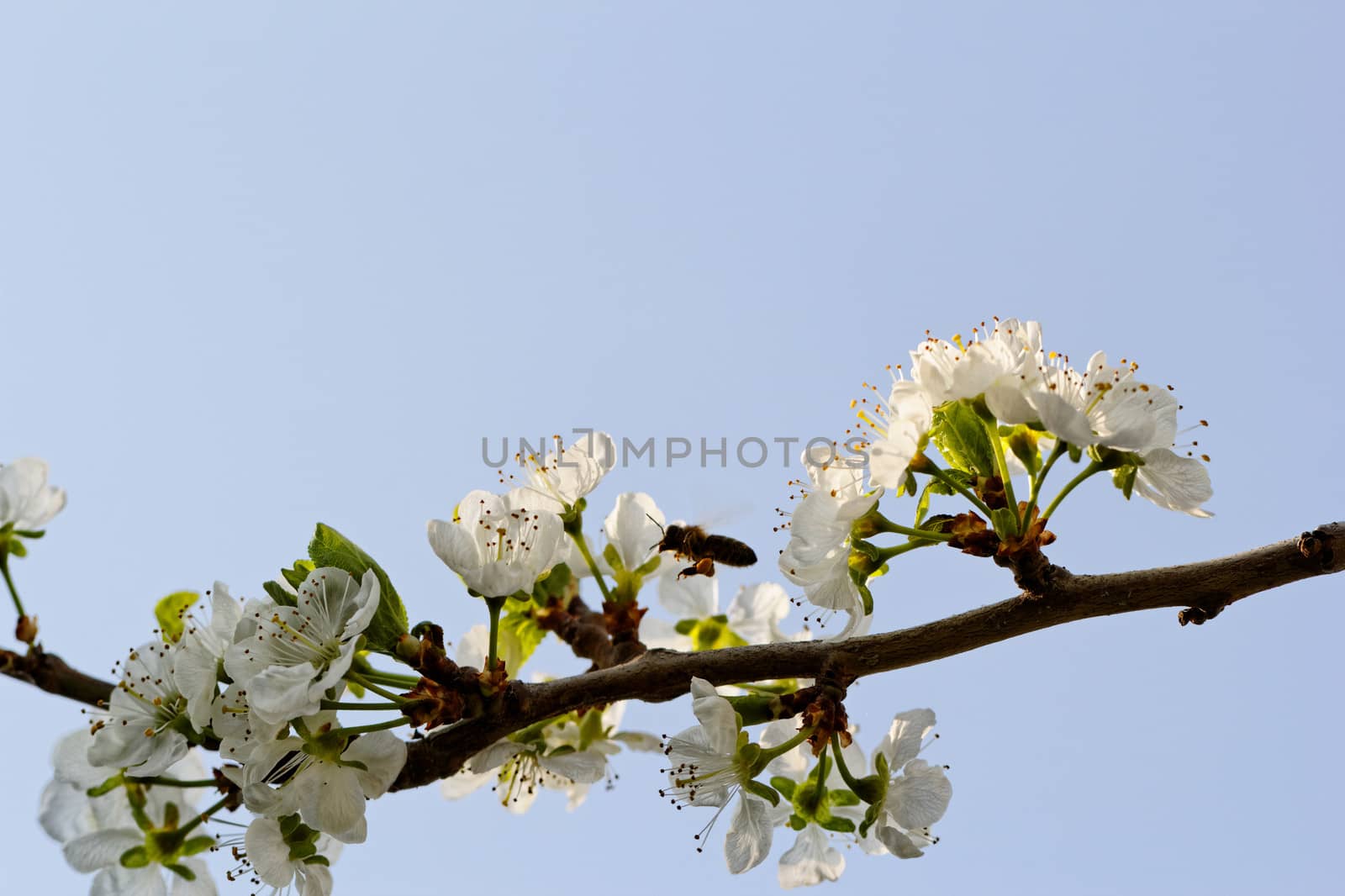 blossom tree with a bee pollination