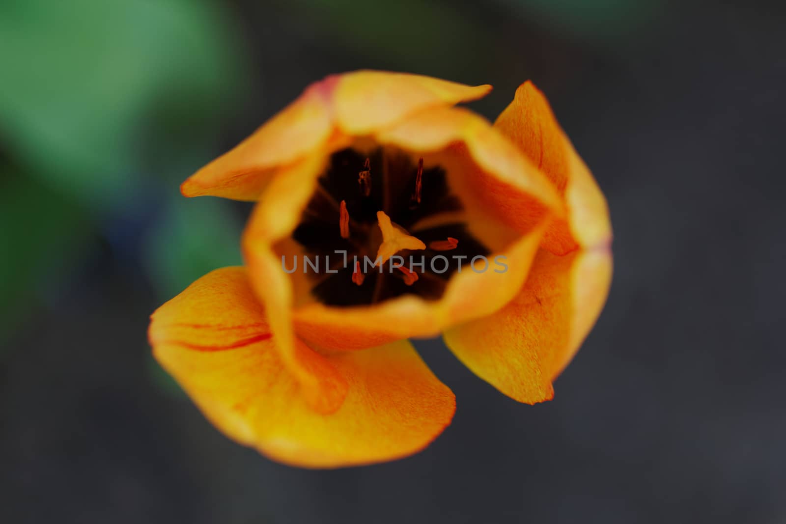 close up of yellow tulips with yellow edges on green background