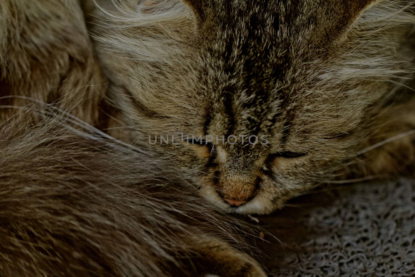 sleeping cat by NagyDodo