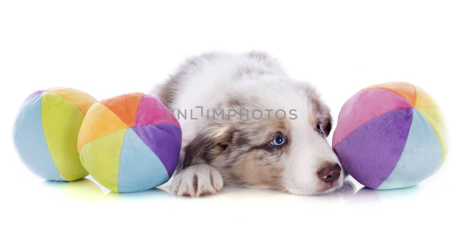 portrait of puppy border collie and ball in front of white background