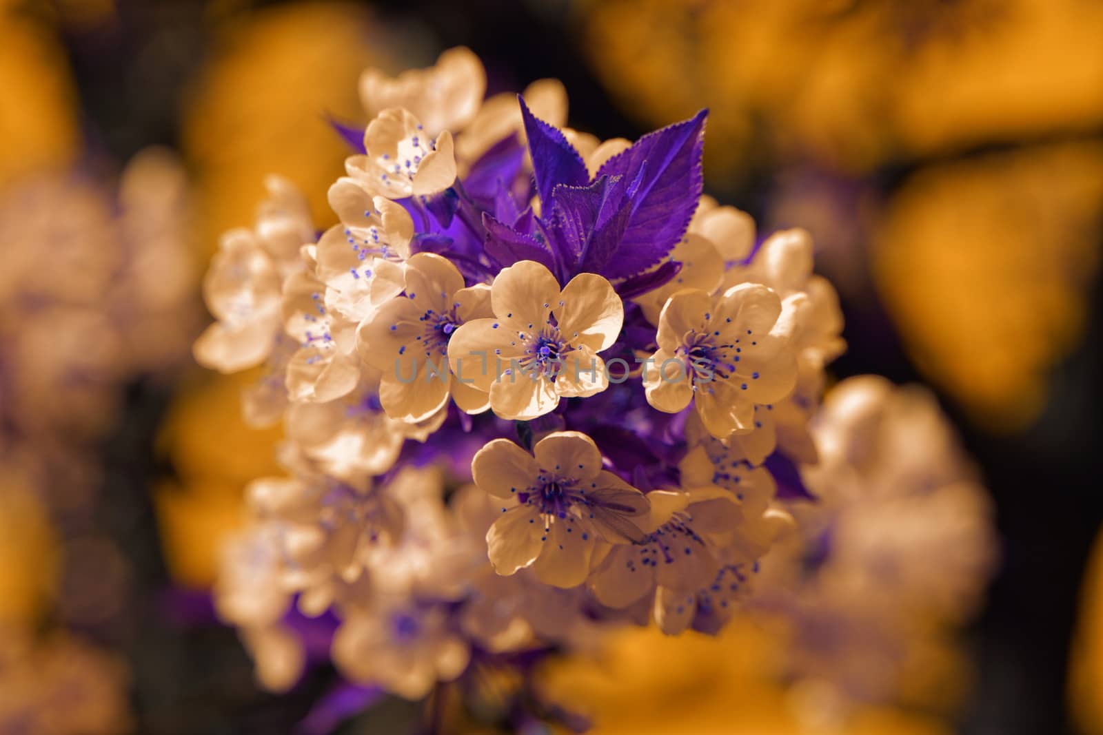 blossom cherry tree by NagyDodo